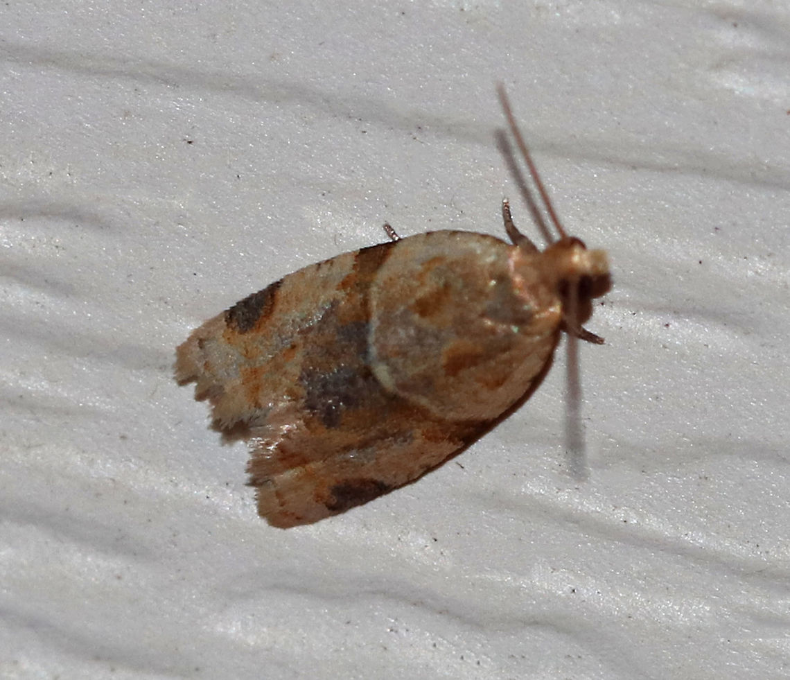 Garden Tortrix - Clepsis peritana <br />
Habitat: Attracted to a 395 nm LED light in a semi-rural area Clepsis peritana,Garden Tortrix,Geotagged,Summer,United States,moth