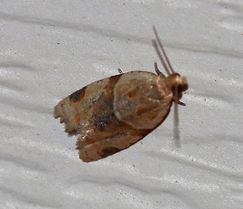 Garden Tortrix - Clepsis peritana 
Habitat: Attracted to a 395 nm LED light in a semi-rural area Clepsis peritana,Garden Tortrix,Geotagged,Summer,United States,moth