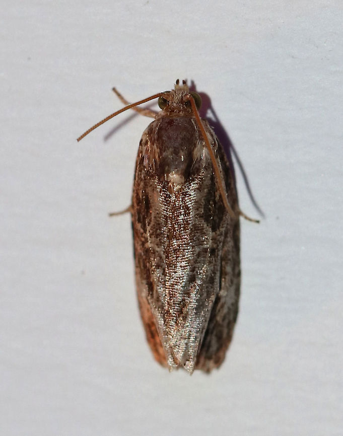 Unidentified Moth Maybe Olethreutes nigrana? Or, Phaecasiophora sp.? Phaecasiophora confixana?<br />
<br />
Habitat: Attracted to a 395 nm LED light in a rural area Geotagged,Summer,United States,moth