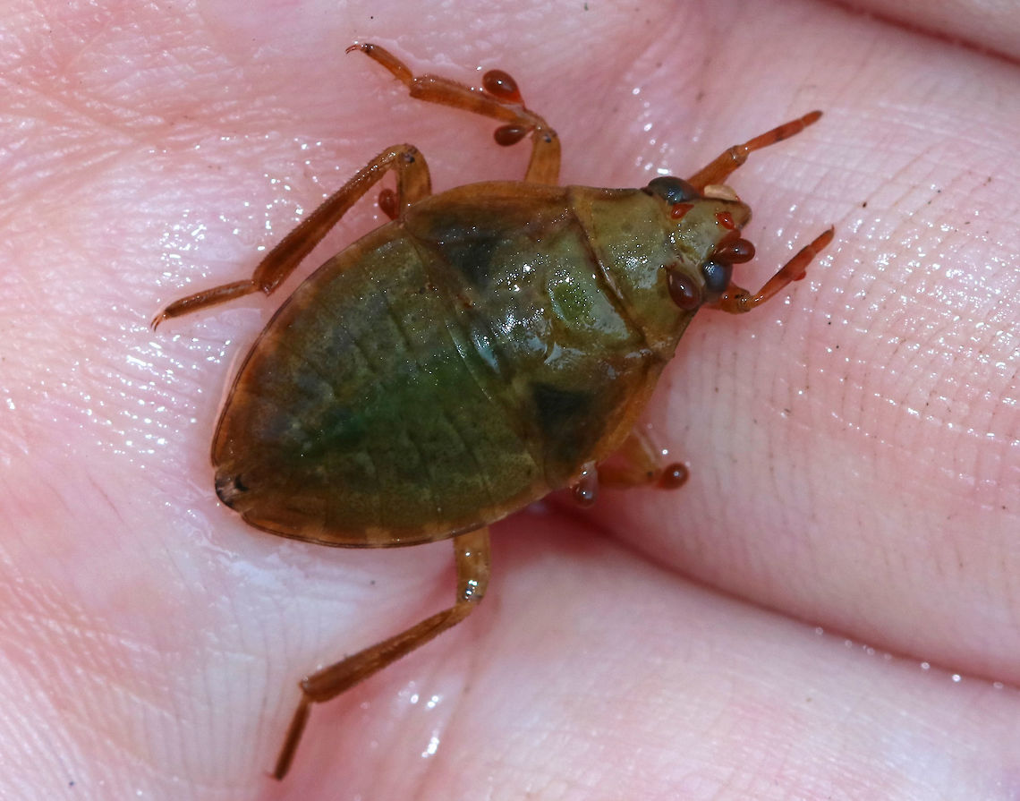 Giant Water Bug Nymph- Belostoma sp. AKA, "toe-biter", these bugs can inflict a really painful bite. The red blobs are mites! There were so many on this poor bug.<br />
<br />
Habitat: Found in a small, woodland pond<br />
<figure class="photo"><a href="https://www.jungledragon.com/image/83186/giant_water_bug_nymph-_belostoma_sp.html" title="Giant Water Bug Nymph- Belostoma sp."><img src="https://s3.amazonaws.com/media.jungledragon.com/images/3232/83186_thumb.jpg?AWSAccessKeyId=05GMT0V3GWVNE7GGM1R2&Expires=1765411210&Signature=CJAVV33rKaE3VZ95mhcTjt2dYOM%3D" width="200" height="150" alt="Giant Water Bug Nymph- Belostoma sp. AKA, "toe-biter", these bugs can inflict a really painful bite. The red blobs are mites! There were so many on this poor bug.<br />
<br />
Habitat: Found in a small, woodland pond<br />
https://www.jungledragon.com/image/83184/giant_water_bug_nymph-_belostoma_sp.html<br />
https://www.jungledragon.com/image/83185/giant_water_bug_nymph-_belostoma_sp.html Geotagged,Summer,United States" /></a></figure><br />
<figure class="photo"><a href="https://www.jungledragon.com/image/83185/giant_water_bug_nymph-_belostoma_sp.html" title="Giant Water Bug Nymph- Belostoma sp."><img src="https://s3.amazonaws.com/media.jungledragon.com/images/3232/83185_thumb.jpg?AWSAccessKeyId=05GMT0V3GWVNE7GGM1R2&Expires=1765411210&Signature=fOP%2FxF7hY3NsVZLtOiG2gYy3kqs%3D" width="200" height="158" alt="Giant Water Bug Nymph- Belostoma sp. AKA, "toe-biter", these bugs can inflict a really painful bite. The red blobs are mites! There were so many on this poor bug.<br />
<br />
Habitat: Found in a small, woodland pond<br />
https://www.jungledragon.com/image/83186/giant_water_bug_nymph-_belostoma_sp.html<br />
https://www.jungledragon.com/image/83184/giant_water_bug_nymph-_belostoma_sp.html Geotagged,Summer,United States" /></a></figure> Geotagged,Summer,United States,belostoma,belostomatidae,bug,giant water bug,giant water bug nymph,nymph,toe biter