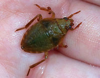 Giant Water Bug Nymph- Belostoma sp. AKA, "toe-biter", these bugs can inflict a really painful bite. The red blobs are mites! There were so many on this poor bug.<br />
<br />
Habitat: Found in a small, woodland pond<br />
https://www.jungledragon.com/image/83186/giant_water_bug_nymph-_belostoma_sp.html<br />
https://www.jungledragon.com/image/83185/giant_water_bug_nymph-_belostoma_sp.html Geotagged,Summer,United States,belostoma,belostomatidae,bug,giant water bug,giant water bug nymph,nymph,toe biter