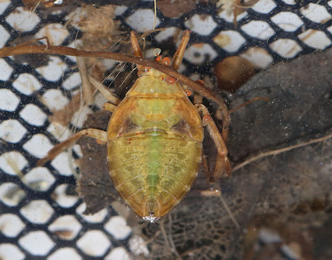 Giant Water Bug Nymph- Belostoma sp. AKA, "toe-biter", these bugs can inflict a really painful bite. The red blobs are mites! There were so many on this poor bug.

Habitat: Found in a small, woodland pond
https://www.jungledragon.com/image/83186/giant_water_bug_nymph-_belostoma_sp.html
https://www.jungledragon.com/image/83184/giant_water_bug_nymph-_belostoma_sp.html Geotagged,Summer,United States