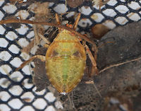 Giant Water Bug Nymph- Belostoma sp. AKA, "toe-biter", these bugs can inflict a really painful bite. The red blobs are mites! There were so many on this poor bug.<br />
<br />
Habitat: Found in a small, woodland pond<br />
https://www.jungledragon.com/image/83186/giant_water_bug_nymph-_belostoma_sp.html<br />
https://www.jungledragon.com/image/83184/giant_water_bug_nymph-_belostoma_sp.html Geotagged,Summer,United States