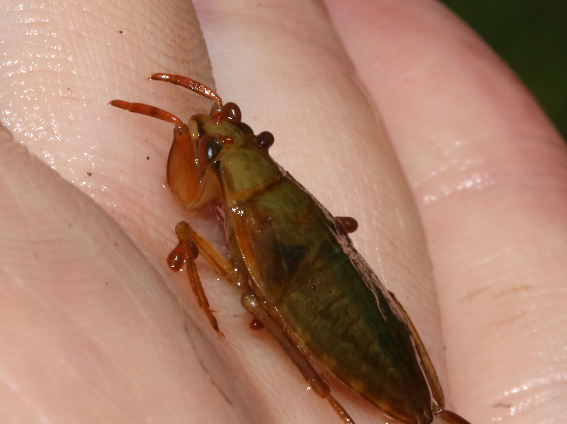 Giant Water Bug Nymph- Belostoma sp. AKA, "toe-biter", these bugs can inflict a really painful bite. The red blobs are mites! There were so many on this poor bug.<br />
<br />
Habitat: Found in a small, woodland pond<br />
<figure class="photo"><a href="https://www.jungledragon.com/image/83184/giant_water_bug_nymph-_belostoma_sp.html" title="Giant Water Bug Nymph- Belostoma sp."><img src="https://s3.amazonaws.com/media.jungledragon.com/images/3232/83184_thumb.jpg?AWSAccessKeyId=05GMT0V3GWVNE7GGM1R2&Expires=1770854410&Signature=Kxw0QjaoRna0I4gZbe3%2FR6NH%2BkU%3D" width="200" height="158" alt="Giant Water Bug Nymph- Belostoma sp. AKA, "toe-biter", these bugs can inflict a really painful bite. The red blobs are mites! There were so many on this poor bug.<br />
<br />
Habitat: Found in a small, woodland pond<br />
https://www.jungledragon.com/image/83186/giant_water_bug_nymph-_belostoma_sp.html<br />
https://www.jungledragon.com/image/83185/giant_water_bug_nymph-_belostoma_sp.html Geotagged,Summer,United States,belostoma,belostomatidae,bug,giant water bug,giant water bug nymph,nymph,toe biter" /></a></figure><br />
<figure class="photo"><a href="https://www.jungledragon.com/image/83185/giant_water_bug_nymph-_belostoma_sp.html" title="Giant Water Bug Nymph- Belostoma sp."><img src="https://s3.amazonaws.com/media.jungledragon.com/images/3232/83185_thumb.jpg?AWSAccessKeyId=05GMT0V3GWVNE7GGM1R2&Expires=1770854410&Signature=hRaNS8w8MkclDhddLqqErSGR4Q0%3D" width="200" height="158" alt="Giant Water Bug Nymph- Belostoma sp. AKA, "toe-biter", these bugs can inflict a really painful bite. The red blobs are mites! There were so many on this poor bug.<br />
<br />
Habitat: Found in a small, woodland pond<br />
https://www.jungledragon.com/image/83186/giant_water_bug_nymph-_belostoma_sp.html<br />
https://www.jungledragon.com/image/83184/giant_water_bug_nymph-_belostoma_sp.html Geotagged,Summer,United States" /></a></figure> Geotagged,Summer,United States