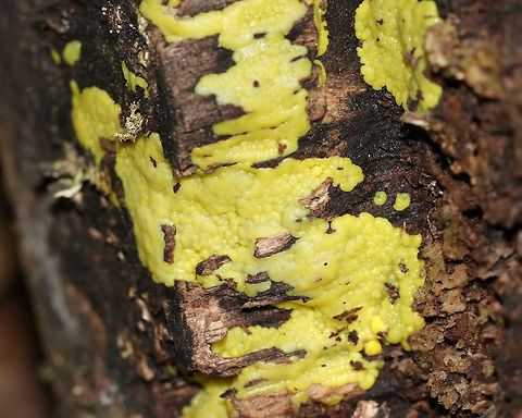 Slime Mold? This slime was bumpy, yellow, and moist. 

Habitat: Growing on the corner of a cut, rotting birch log in a mixed forest
https://www.jungledragon.com/image/83188/slime_mold.html Geotagged,Spring,United States,slime,slime mold