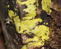 Slime Mold? This slime was bumpy, yellow, and moist. <br />
<br />
Habitat: Growing on the corner of a cut, rotting birch log in a mixed forest<br />
https://www.jungledragon.com/image/83188/slime_mold.html Geotagged,Spring,United States,slime,slime mold