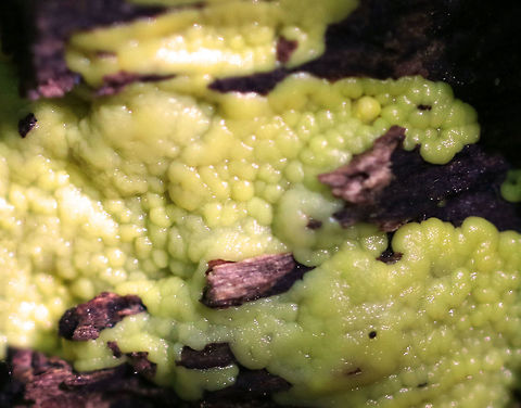 Slime Mold? This slime was bumpy, yellow, and moist. 

Habitat: Growing on the corner of a cut, rotting birch log in a mixed forest
https://www.jungledragon.com/image/83187/slime_mold.html Geotagged,Spring,United States,slime,slime mold,yellow slime mold