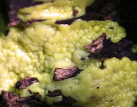 Slime Mold? This slime was bumpy, yellow, and moist. <br />
<br />
Habitat: Growing on the corner of a cut, rotting birch log in a mixed forest<br />
https://www.jungledragon.com/image/83187/slime_mold.html Geotagged,Spring,United States,slime,slime mold,yellow slime mold