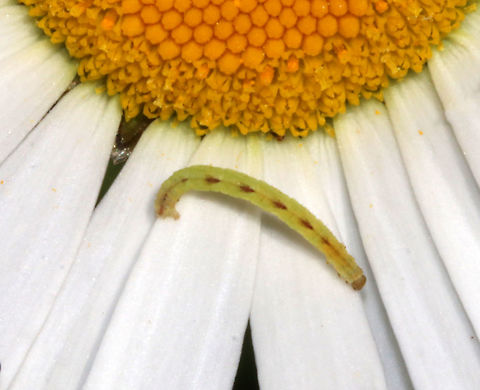 Common Eupithecia - Eupithecia miserulata Habitat: rural garden Common Eupithecia,Eupithecia miserulata,Geotagged,Spring,United States,caterpillar