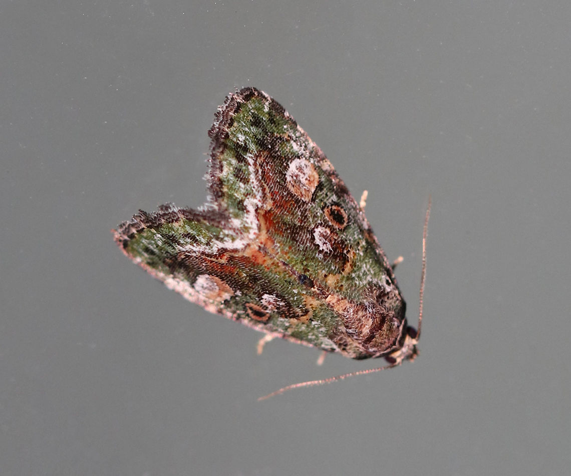 Small Mossy Glyph - Lithacodia musta WS: ~15 mm. TL: ~10 mm. Mossy green FW with double AM and PM lines filled with pale orange. Inner PM line is edged white. Black orbicular spot is outlined in orange. Host: unknown<br />
<br />
Habitat: Attracted to a 395 nm LED light in a rural area Deltote,Deltote musta,Geotagged,Lithacodia,Lithacodia musta,Small Mossy Glyph,Small Mossy Lithacodia Moth,Summer,United States,moth