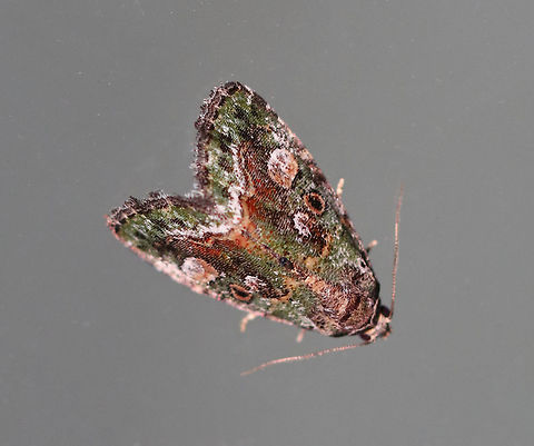 Small Mossy Glyph - Lithacodia musta WS: ~15 mm. TL: ~10 mm. Mossy green FW with double AM and PM lines filled with pale orange. Inner PM line is edged white. Black orbicular spot is outlined in orange. Host: unknown

Habitat: Attracted to a 395 nm LED light in a rural area Deltote,Deltote musta,Geotagged,Lithacodia,Lithacodia musta,Small Mossy Glyph,Small Mossy Lithacodia Moth,Summer,United States,moth