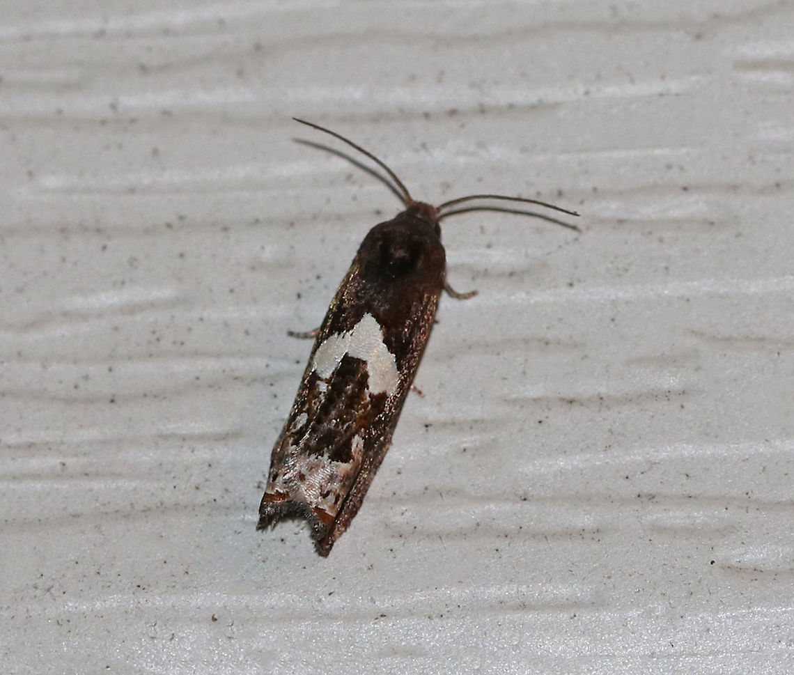 Bidens Borer Moth - Epiblema otiosana Total length: ~8 mm. Dark gray/brown forewing with a large, white, U-shaped patch at the midpoint of the inner margin. Inner subterminal area is paler gray.<br />
<br />
Habitat: Attracted to a 395 nm LED light in a rural area. Bidens borer,Epiblema,Epiblema otiosana,Geotagged,Summer,United States,moth