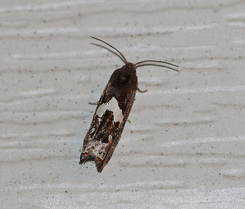 Bidens Borer Moth - Epiblema otiosana Total length: ~8 mm. Dark gray/brown forewing with a large, white, U-shaped patch at the midpoint of the inner margin. Inner subterminal area is paler gray.

Habitat: Attracted to a 395 nm LED light in a rural area. Bidens borer,Epiblema,Epiblema otiosana,Geotagged,Summer,United States,moth