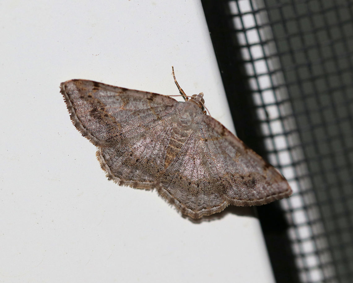 Faint-spotted Angle - Digrammia ocellinata WS: ~25 mm. Wings marked with brown bands, especially in the ST area. Host: Locust<br />
<br />
Habitat: Attracted to a 395 nm LED light in a rural area Digrammia,Digrammia ocellinata,Faint-spotted angle,Geotagged,Summer,United States,moth