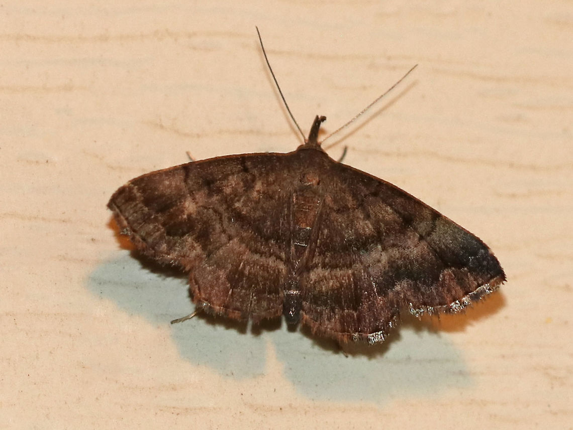 Black-banded Owlet - Phalaenostola larentioides Total length: ~10 mm. Violet-gray forewing with wavy AM and PM lines. There are wide bands of black shading in the median area and along the subterminal line.<br />
<br />
Habitat: Attracted to a 395 nm LED light in a rural area. Black-banded owlet,Geotagged,Phalaenostola,Phalaenostola larentioides,Summer,United States,moth,owlet moth