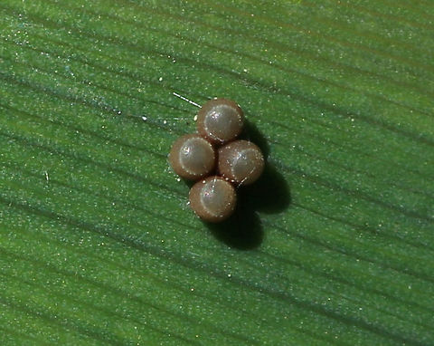 Pentatomid Eggs - Chinavia sp.? These eggs looked like Chinavia hilaris, except that there were only 4 eggs. Also, the color was off - it was light brown, or the color of coffee milk ;P.  The lids had tiny, white dots around the edges.

Habitat: Rural garden
https://www.jungledragon.com/image/83212/pentatomid_eggs_-_chinavia_sp.html Chinavia,Chinavia hilaris,Geotagged,Pentatomid eggs,Spring,United States,eggs,pentatomidae eggs,shield bug eggs,stink bug eggs