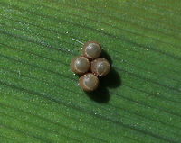 Pentatomid Eggs - Chinavia sp.? These eggs looked like Chinavia hilaris, except that there were only 4 eggs. Also, the color was off - it was light brown, or the color of coffee milk ;P.  The lids had tiny, white dots around the edges.<br />
<br />
Habitat: Rural garden<br />
https://www.jungledragon.com/image/83212/pentatomid_eggs_-_chinavia_sp.html Chinavia,Chinavia hilaris,Geotagged,Pentatomid eggs,Spring,United States,eggs,pentatomidae eggs,shield bug eggs,stink bug eggs