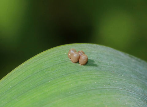Pentatomid Eggs - Chinavia sp.? These eggs looked like Chinavia hilaris, except that there were only 4 eggs. Also, the color was off - it was light brown, or the color of coffee milk ;P. The lids had tiny, white dots around the edges.

Habitat: Rural garden
https://www.jungledragon.com/image/83211/pentatomid_eggs_-_chinavia_sp.html Geotagged,Spring,United States,eggs