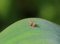 Pentatomid Eggs - Chinavia sp.? These eggs looked like Chinavia hilaris, except that there were only 4 eggs. Also, the color was off - it was light brown, or the color of coffee milk ;P. The lids had tiny, white dots around the edges.<br />
<br />
Habitat: Rural garden<br />
https://www.jungledragon.com/image/83211/pentatomid_eggs_-_chinavia_sp.html Geotagged,Spring,United States,eggs