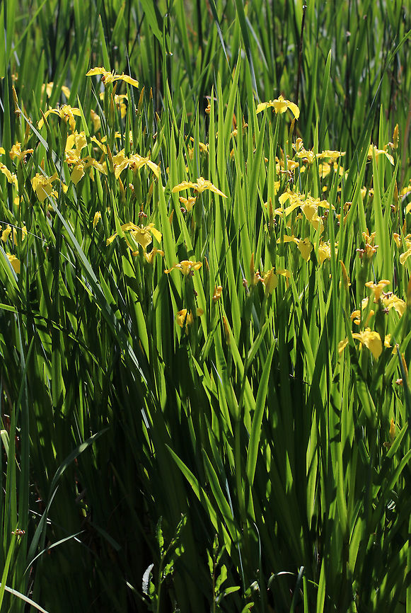 Yellow Flag - Iris pseudacorus Introduced as a garden plant from Europe. It is considered an invasive weed in Connecticut. <br />
<br />
Habitat: Growing abundantly along the edge of a pond Geotagged,Iris pseudacorus,Spring,United States,Yellow flag,iris,yellow iris