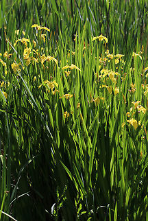 Yellow Flag - Iris pseudacorus Introduced as a garden plant from Europe. It is considered an invasive weed in Connecticut. 

Habitat: Growing abundantly along the edge of a pond Geotagged,Iris pseudacorus,Spring,United States,Yellow flag,iris,yellow iris