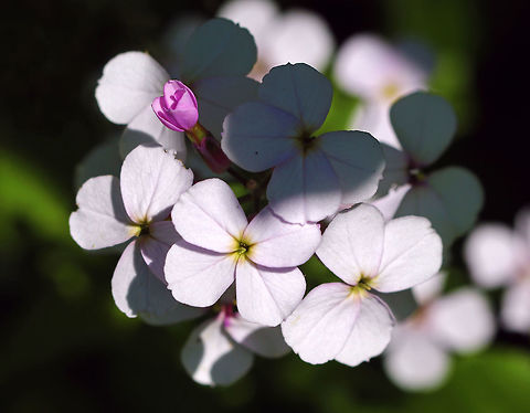 Dame's Rocket - Hesperis matronalis An erect plant with terminal racemes of flowers with 4 white/pale pink petals. Leaves are long and toothed.

Habitat: Rural garden Geotagged,Hesperis matronalis,Spring,United States,damask-violet,dame's gilliflower,dame's rocket,dame's-violet,dames-wort,mother-of-the-evening,night-scented gilliflower,queen's gilliflower,rogue's gilliflower,summer lilac,sweet rocket,winter gilliflower