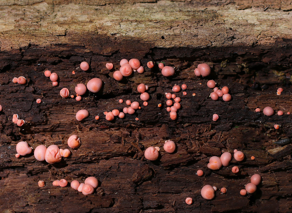 Wolf's Milk - Lycogala epidendrum Small, pink aethalia that resemble fuzzy pink blobs. When you poke the, pink, gooey, slime oozes out.<br />
<br />
The life cycle of slime molds is very interesting and complex. Here is a simplified description of what goes on...Slime molds form structures called plasmodia, which actually lack cell walls. Plasmodia are able to move up to an inch an hour - their motion being the result of protoplasm that flows through the organism in a rhythmic motion. The masses of protoplasm move around and engulf particles of food in an amoeboid manner. Eventually, when the plasmodia runs out of food, it transforms into sporangia, which (simplistically) are balls of spores. These "sporangia spore balls" are called the aethalia, which are the fruiting bodies of the slime mold. <br />
<br />
Habitat: Rotting log in a mixed forest<br />
<figure class="photo"><a href="https://www.jungledragon.com/image/83221/wolfs_milk_-_lycogala_epidendrum.html" title="Wolf's Milk - Lycogala epidendrum"><img src="https://s3.amazonaws.com/media.jungledragon.com/images/3232/83221_thumb.jpg?AWSAccessKeyId=05GMT0V3GWVNE7GGM1R2&Expires=1770854410&Signature=FikcmnM7W9n5S1Lw8SjqBUvsdgw%3D" width="118" height="152" alt="Wolf's Milk - Lycogala epidendrum Small, pink aethalia that resemble fuzzy pink blobs. When you poke the, pink, gooey, slime oozes out.<br />
<br />
The life cycle of slime molds is very interesting and complex. Here is a simplified description of what goes on...Slime molds form structures called plasmodia, which actually lack cell walls. Plasmodia are able to move up to an inch an hour - their motion being the result of protoplasm that flows through the organism in a rhythmic motion. The masses of protoplasm move around and engulf particles of food in an amoeboid manner. Eventually, when the plasmodia runs out of food, it transforms into sporangia, which (simplistically) are balls of spores. These "sporangia spore balls" are called the aethalia, which are the fruiting bodies of the slime mold. <br />
<br />
Habitat: Rotting log in a mixed forest<br />
https://www.jungledragon.com/image/83216/wolfs_milk_-_lycogala_epidendrum.html Geotagged,Lycogala epidendrum,Spring,United States,Wolf's milk" /></a></figure> Geotagged,Lycogala epidendrum,Spring,United States,Wolf's milk,slime,slime mold