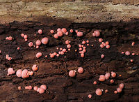 Wolf's Milk - Lycogala epidendrum Small, pink aethalia that resemble fuzzy pink blobs. When you poke the, pink, gooey, slime oozes out.<br />
<br />
The life cycle of slime molds is very interesting and complex. Here is a simplified description of what goes on...Slime molds form structures called plasmodia, which actually lack cell walls. Plasmodia are able to move up to an inch an hour - their motion being the result of protoplasm that flows through the organism in a rhythmic motion. The masses of protoplasm move around and engulf particles of food in an amoeboid manner. Eventually, when the plasmodia runs out of food, it transforms into sporangia, which (simplistically) are balls of spores. These "sporangia spore balls" are called the aethalia, which are the fruiting bodies of the slime mold. <br />
<br />
Habitat: Rotting log in a mixed forest<br />
https://www.jungledragon.com/image/83221/wolfs_milk_-_lycogala_epidendrum.html Geotagged,Lycogala epidendrum,Spring,United States,Wolf's milk,slime,slime mold