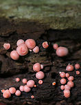 Wolf's Milk - Lycogala epidendrum Small, pink aethalia that resemble fuzzy pink blobs. When you poke the, pink, gooey, slime oozes out.<br />
<br />
The life cycle of slime molds is very interesting and complex. Here is a simplified description of what goes on...Slime molds form structures called plasmodia, which actually lack cell walls. Plasmodia are able to move up to an inch an hour - their motion being the result of protoplasm that flows through the organism in a rhythmic motion. The masses of protoplasm move around and engulf particles of food in an amoeboid manner. Eventually, when the plasmodia runs out of food, it transforms into sporangia, which (simplistically) are balls of spores. These "sporangia spore balls" are called the aethalia, which are the fruiting bodies of the slime mold. <br />
<br />
Habitat: Rotting log in a mixed forest<br />
https://www.jungledragon.com/image/83216/wolfs_milk_-_lycogala_epidendrum.html Geotagged,Lycogala epidendrum,Spring,United States,Wolf's milk