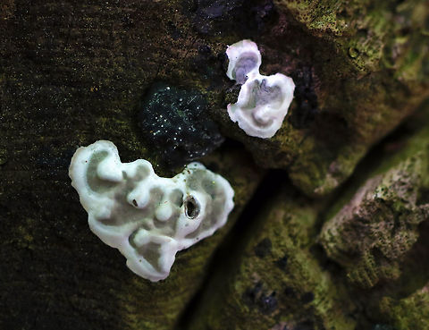 Brittle Cinder Fungus - Kretzschmaria deusta I've seen a lot of this lately!

Flat and gray with white edges. These are new fruiting bodies, which develop in the spring. As they mature, their appearance changes and looks like asphalt with black, lumpy crusts.

Habitat: Rotting, mossy wood in a mixed forest Brittle cinder,Fungus,Geotagged,Kretzschmaria deusta,Spring,United States