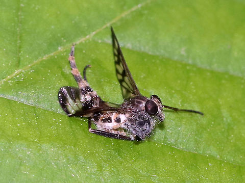 Furia ithacensis - Pathogenic Fungus on Snipe Fly (Rhagio sp.) Furia ithacensis is a species of pathogenic fungus that causes a fatal disease in flies, specifically snipe flies. 

The infection process is quite interesting. Once infected, the fly becomes zombie-like as it is now behaviorally reprogrammed by its fungal parasite! The infected fly makes its final journey to some vegetation - usually the underside of a leaf and often during the evening hours. By morning, the fly will already have been dead for hours. Its fungus-ridden cadaver will be perched on the leaf with its wings spread as though ready to take flight. Its dead body is bound to the leaf by hundreds of hyphae. The hyphae are specialized so that they grab the leaf with a serious sucker-like holdfast. At this point, the cadaver attracts new fly victims, especially lovesick males that are prompted by their odd sexual attraction to these fungus-infested, macabre, zombie flies. During the night, the fungus had been busy producing and expelling spores. These spores showered the environment surrounding the fly cadaver like fungal bullets of death. So, as curious flies and lovelorn males inspect the cadaver, they pick up the fungal spores, and the infection cycle starts again.

Habitat: Spotted on a leaf in a mixed forest
https://www.jungledragon.com/image/83225/furia_ithacensis_-_pathogenic_fungus_on_snipe_fly_rhagio_sp.html Furia ithacensis,Geotagged,Spring,United States