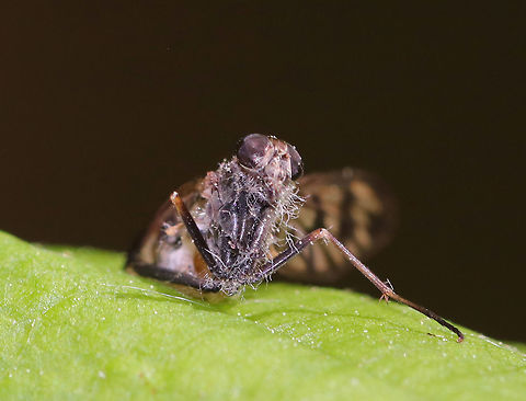 Furia ithacensis - Pathogenic Fungus on Snipe Fly (Rhagio sp.) Furia ithacensis is a species of pathogenic fungus that causes a fatal disease in flies, specifically snipe flies. 

The infection process is quite interesting. Once infected, the fly becomes zombie-like as it is now behaviorally reprogrammed by its fungal parasite! The infected fly makes its final journey to some vegetation - usually the underside of a leaf and often during the evening hours. By morning, the fly will already have been dead for hours. Its fungus-ridden cadaver will be perched on the leaf with its wings spread as though ready to take flight. Its dead body is bound to the leaf by hundreds of hyphae. The hyphae are specialized so that they grab the leaf with a serious sucker-like holdfast. At this point, the cadaver attracts new fly victims, especially lovesick males that are prompted by their odd sexual attraction to these fungus-infested, macabre, zombie flies. During the night, the fungus had been busy producing and expelling spores. These spores showered the environment surrounding the fly cadaver like fungal bullets of death. So, as curious flies and lovelorn males inspect the cadaver, they pick up the fungal spores, and the infection cycle starts again.

Habitat: Spotted on a leaf in a mixed forest
https://www.jungledragon.com/image/83224/furia_ithacensis_-_pathogenic_fungus_on_snipe_fly_rhagio_sp.html Furia ithacensis,Geotagged,Spring,United States