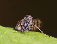Furia ithacensis - Pathogenic Fungus on Snipe Fly (Rhagio sp.) Furia ithacensis is a species of pathogenic fungus that causes a fatal disease in flies, specifically snipe flies. <br />
<br />
The infection process is quite interesting. Once infected, the fly becomes zombie-like as it is now behaviorally reprogrammed by its fungal parasite! The infected fly makes its final journey to some vegetation - usually the underside of a leaf and often during the evening hours. By morning, the fly will already have been dead for hours. Its fungus-ridden cadaver will be perched on the leaf with its wings spread as though ready to take flight. Its dead body is bound to the leaf by hundreds of hyphae. The hyphae are specialized so that they grab the leaf with a serious sucker-like holdfast. At this point, the cadaver attracts new fly victims, especially lovesick males that are prompted by their odd sexual attraction to these fungus-infested, macabre, zombie flies. During the night, the fungus had been busy producing and expelling spores. These spores showered the environment surrounding the fly cadaver like fungal bullets of death. So, as curious flies and lovelorn males inspect the cadaver, they pick up the fungal spores, and the infection cycle starts again.<br />
<br />
Habitat: Spotted on a leaf in a mixed forest<br />
https://www.jungledragon.com/image/83224/furia_ithacensis_-_pathogenic_fungus_on_snipe_fly_rhagio_sp.html Furia ithacensis,Geotagged,Spring,United States