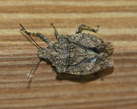 Brochymena arborea TL: ~ 15 mm. Squarish, strongly-toothed shoulders.

Habitat: On a bird blind in a deciduous forest Brochymena,Brochymena arborea,Geotagged,Spring,United States,bug,parabrochymena,pentatomidae,stink bug