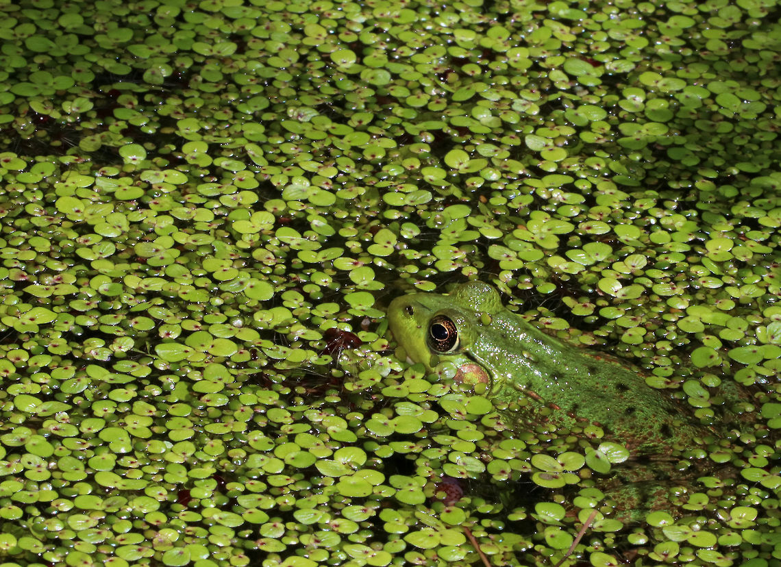Green Frog - Lithobates clamitans Habitat: Small, man-made pond that is frequently populated by frogs Geotagged,Green frog,Lithobates clamitans,Spring,United States,frog