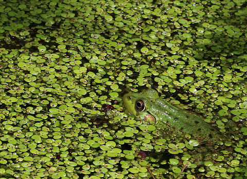 Green Frog - Lithobates clamitans Habitat: Small, man-made pond that is frequently populated by frogs Geotagged,Green frog,Lithobates clamitans,Spring,United States,frog