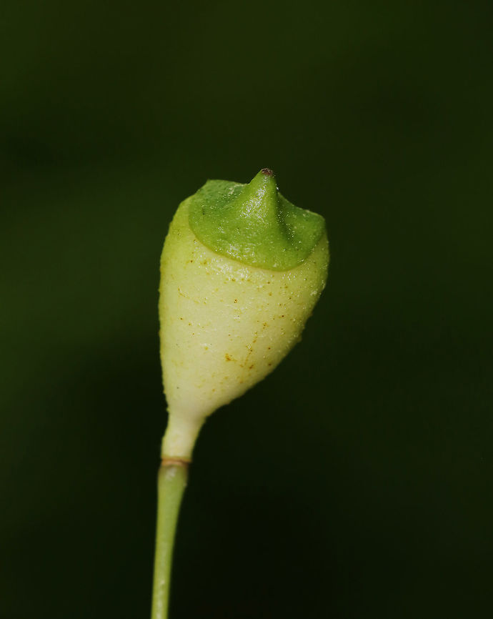 Twinleaf - Jeffersonia diphylla This is the fruit of twinleaf, which pops open to release seeds when ripe.<br />
<br />
Habitat: Mixed forest Geotagged,Jeffersonia diphylla,Spring,Twinleaf,United States,fruit,seed,seedpod