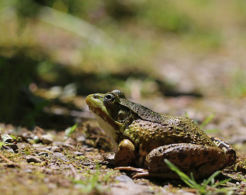 Green Frog - Lithobates clamitans Green frogs have dorsolateral ridges that run down the sides of their backs, which distinguishes them from bullfrogs, which lack them.

Habitat: On the edge of a woodland pond Geotagged,Green frog,Lithobates clamitans,Spring,United States,frog