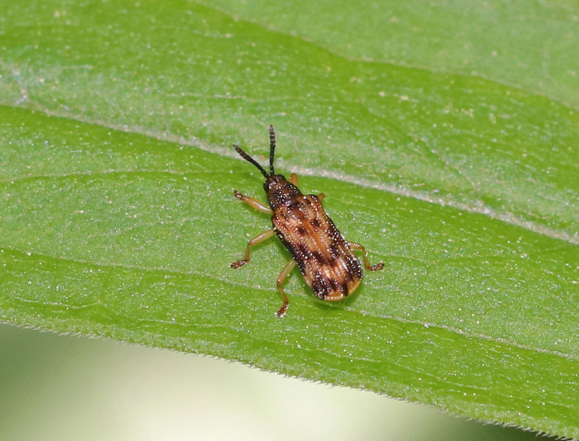 Sumitrosis inaequalis <br />
TL: ~ 4 mm. Hosts: Various Asteraceae<br />
<br />
Habitat: On the edge of a mixed bog Geotagged,Spring,Sumitrosis inaequalis,United States,beetle