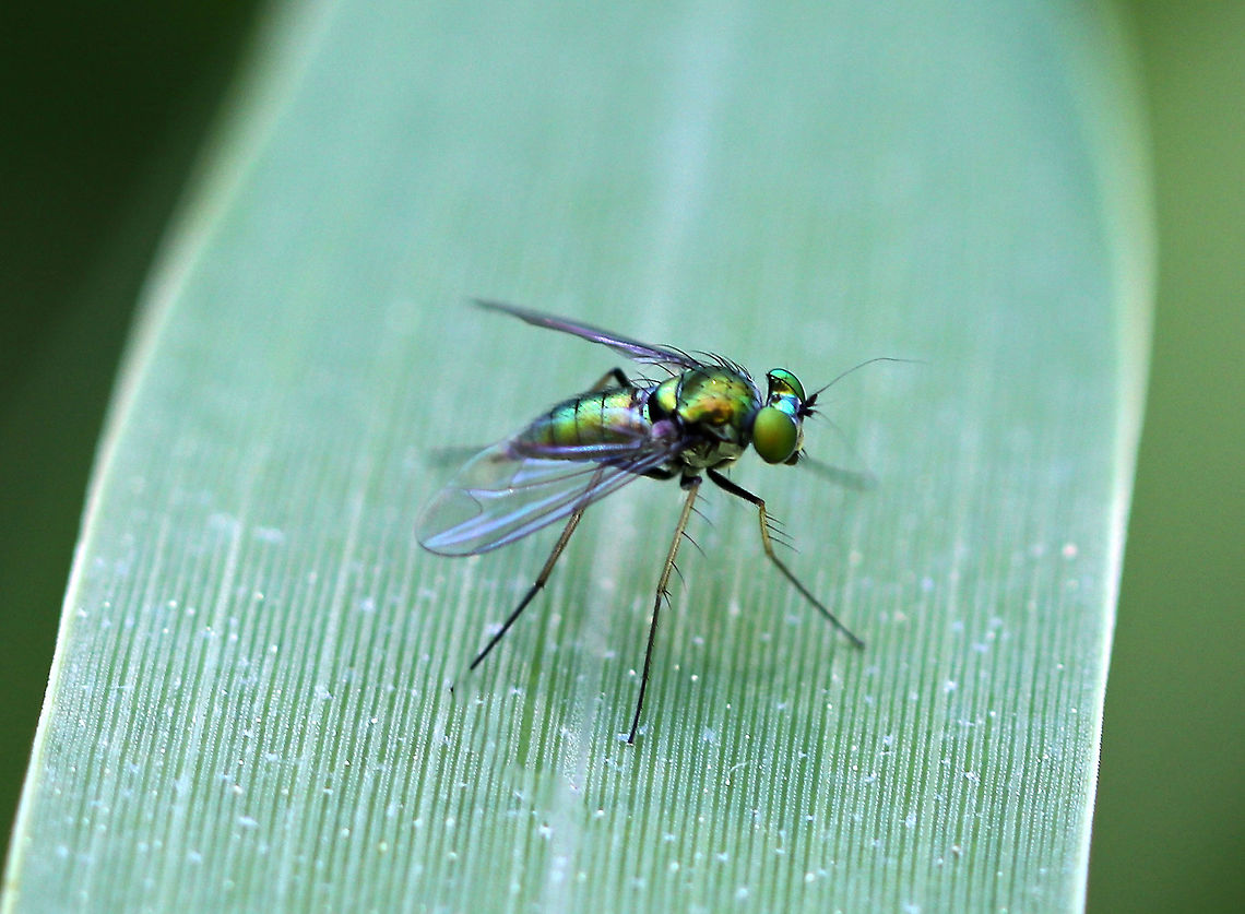 Longlegged Fly - Condylostylus sp. Shiny green longlegged along the edge of a pond.<br />
<br />
Habitat: Small, woodland pond Condylostylus,Dolichopodidae,Geotagged,Longlegged Fly,Spring,United States,fly