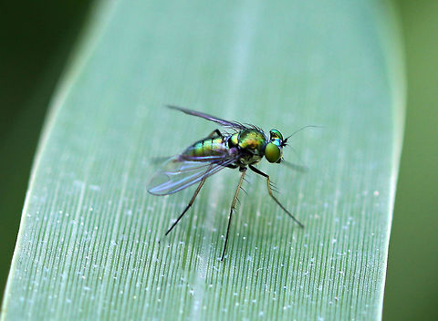 Longlegged Fly - Condylostylus sp. Shiny green longlegged along the edge of a pond.

Habitat: Small, woodland pond Condylostylus,Dolichopodidae,Geotagged,Longlegged Fly,Spring,United States,fly