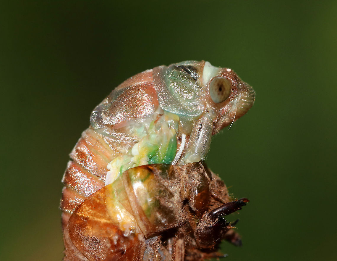 Cicada Molting into an Adult - Neotibicen sp. This cicada was emerging from its exuvia when it came off the tree! We stayed and watched it until it was completely emerged and then set it up on a branch in a protected spot.<br />
<br />
Habitat: Mostly coniferous forest<br />
<figure class="photo"><a href="https://www.jungledragon.com/image/83258/cicada_molting_into_an_adult_-_neotibicen_sp.html" title="Cicada Molting into an Adult - Neotibicen sp."><img src="https://s3.amazonaws.com/media.jungledragon.com/images/3232/83258_thumb.jpg?AWSAccessKeyId=05GMT0V3GWVNE7GGM1R2&Expires=1759968010&Signature=3OBHl8yBOAOeYkxCrEVm66c8wzU%3D" width="200" height="172" alt="Cicada Molting into an Adult - Neotibicen sp. This cicada was emerging from its exuvia when it came off the tree! We stayed and watched it until it was completely emerged and then set it up on a branch in a protected spot.<br />
<br />
Habitat: Mostly coniferous forest<br />
https://www.jungledragon.com/image/83255/cicada_molting_into_an_adult_-_neotibicen_sp.html<br />
https://www.jungledragon.com/image/83259/cicada_molting_into_an_adult_-_neotibicen_sp.html Geotagged,Summer,United States,cicada,neotibicen" /></a></figure><br />
<figure class="photo"><a href="https://www.jungledragon.com/image/83259/cicada_molting_into_an_adult_-_neotibicen_sp.html" title="Cicada Molting into an Adult - Neotibicen sp."><img src="https://s3.amazonaws.com/media.jungledragon.com/images/3232/83259_thumb.jpg?AWSAccessKeyId=05GMT0V3GWVNE7GGM1R2&Expires=1759968010&Signature=ULa7hsyoBdmNgFOCv2h25i%2FU86A%3D" width="122" height="152" alt="Cicada Molting into an Adult - Neotibicen sp. This cicada was emerging from its exuvia when it came off the tree! We stayed and watched it until it was completely emerged and then set it up on a branch in a protected spot.<br />
<br />
Habitat: Mostly coniferous forest<br />
https://www.jungledragon.com/image/83255/cicada_molting_into_an_adult_-_neotibicen_sp.html<br />
https://www.jungledragon.com/image/83258/cicada_molting_into_an_adult_-_neotibicen_sp.html Geotagged,Summer,United States" /></a></figure> Eclosure,Geotagged,Neotibicen,Summer,Teneral,United States,cicada,cicada molting,ecdysis,exuvia,molt,molting