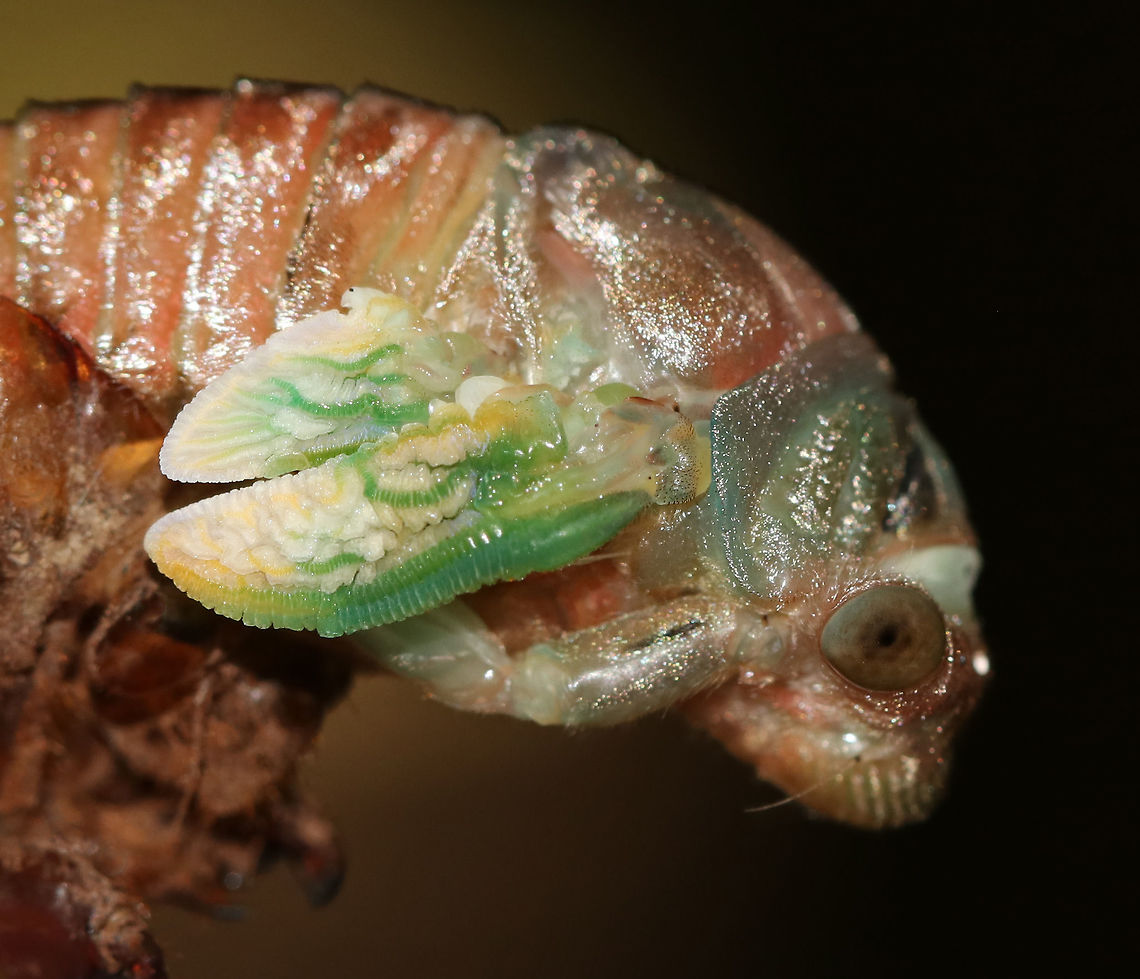 Cicada Molting into an Adult - Neotibicen sp. This cicada was emerging from its exuvia when it came off the tree! We stayed and watched it until it was completely emerged and then set it up on a branch in a protected spot.<br />
<br />
Habitat: Mostly coniferous forest<br />
<figure class="photo"><a href="https://www.jungledragon.com/image/83255/cicada_molting_into_an_adult_-_neotibicen_sp.html" title="Cicada Molting into an Adult - Neotibicen sp."><img src="https://s3.amazonaws.com/media.jungledragon.com/images/3232/83255_thumb.jpg?AWSAccessKeyId=05GMT0V3GWVNE7GGM1R2&Expires=1767225610&Signature=wfxBlCMF2PQNWcmGELTco5Y8moA%3D" width="200" height="156" alt="Cicada Molting into an Adult - Neotibicen sp. This cicada was emerging from its exuvia when it came off the tree! We stayed and watched it until it was completely emerged and then set it up on a branch in a protected spot.<br />
<br />
Habitat: Mostly coniferous forest<br />
https://www.jungledragon.com/image/83258/cicada_molting_into_an_adult_-_neotibicen_sp.html<br />
https://www.jungledragon.com/image/83259/cicada_molting_into_an_adult_-_neotibicen_sp.html Eclosure,Geotagged,Neotibicen,Summer,Teneral,United States,cicada,cicada molting,ecdysis,exuvia,molt,molting" /></a></figure><br />
<figure class="photo"><a href="https://www.jungledragon.com/image/83259/cicada_molting_into_an_adult_-_neotibicen_sp.html" title="Cicada Molting into an Adult - Neotibicen sp."><img src="https://s3.amazonaws.com/media.jungledragon.com/images/3232/83259_thumb.jpg?AWSAccessKeyId=05GMT0V3GWVNE7GGM1R2&Expires=1767225610&Signature=356R2bGbr9jv0R3zpt3Wx1TtKPk%3D" width="122" height="152" alt="Cicada Molting into an Adult - Neotibicen sp. This cicada was emerging from its exuvia when it came off the tree! We stayed and watched it until it was completely emerged and then set it up on a branch in a protected spot.<br />
<br />
Habitat: Mostly coniferous forest<br />
https://www.jungledragon.com/image/83255/cicada_molting_into_an_adult_-_neotibicen_sp.html<br />
https://www.jungledragon.com/image/83258/cicada_molting_into_an_adult_-_neotibicen_sp.html Geotagged,Summer,United States" /></a></figure> Geotagged,Summer,United States,cicada,neotibicen