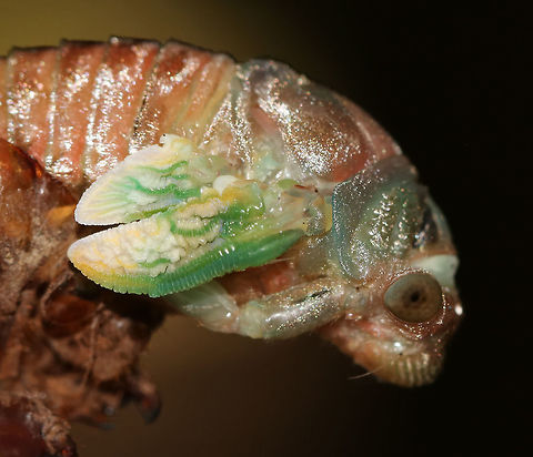 Cicada Molting into an Adult - Neotibicen sp. This cicada was emerging from its exuvia when it came off the tree! We stayed and watched it until it was completely emerged and then set it up on a branch in a protected spot.
Habitat: Mostly coniferous forest
https://www.jungledragon.com/image/83255/cicada_molting_into_an_adult_-_neotibicen_sp.html
https://www.jungledragon.com/image/83259/cicada_molting_into_an_adult_-_neotibicen_sp.html Geotagged,Summer,United States,cicada,neotibicen