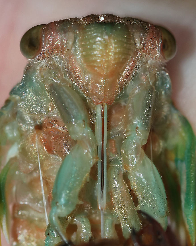 Cicada Molting into an Adult - Neotibicen sp. This cicada was emerging from its exuvia when it came off the tree! We stayed and watched it until it was completely emerged and then set it up on a branch in a protected spot.<br />
<br />
Habitat: Mostly coniferous forest<br />
<figure class="photo"><a href="https://www.jungledragon.com/image/83255/cicada_molting_into_an_adult_-_neotibicen_sp.html" title="Cicada Molting into an Adult - Neotibicen sp."><img src="https://s3.amazonaws.com/media.jungledragon.com/images/3232/83255_thumb.jpg?AWSAccessKeyId=05GMT0V3GWVNE7GGM1R2&Expires=1759968010&Signature=DEYreDV8jeIbo%2B7wVtpfk0RPQAs%3D" width="200" height="156" alt="Cicada Molting into an Adult - Neotibicen sp. This cicada was emerging from its exuvia when it came off the tree! We stayed and watched it until it was completely emerged and then set it up on a branch in a protected spot.<br />
<br />
Habitat: Mostly coniferous forest<br />
https://www.jungledragon.com/image/83258/cicada_molting_into_an_adult_-_neotibicen_sp.html<br />
https://www.jungledragon.com/image/83259/cicada_molting_into_an_adult_-_neotibicen_sp.html Eclosure,Geotagged,Neotibicen,Summer,Teneral,United States,cicada,cicada molting,ecdysis,exuvia,molt,molting" /></a></figure><br />
<figure class="photo"><a href="https://www.jungledragon.com/image/83258/cicada_molting_into_an_adult_-_neotibicen_sp.html" title="Cicada Molting into an Adult - Neotibicen sp."><img src="https://s3.amazonaws.com/media.jungledragon.com/images/3232/83258_thumb.jpg?AWSAccessKeyId=05GMT0V3GWVNE7GGM1R2&Expires=1759968010&Signature=3OBHl8yBOAOeYkxCrEVm66c8wzU%3D" width="200" height="172" alt="Cicada Molting into an Adult - Neotibicen sp. This cicada was emerging from its exuvia when it came off the tree! We stayed and watched it until it was completely emerged and then set it up on a branch in a protected spot.<br />
<br />
Habitat: Mostly coniferous forest<br />
https://www.jungledragon.com/image/83255/cicada_molting_into_an_adult_-_neotibicen_sp.html<br />
https://www.jungledragon.com/image/83259/cicada_molting_into_an_adult_-_neotibicen_sp.html Geotagged,Summer,United States,cicada,neotibicen" /></a></figure> Geotagged,Summer,United States