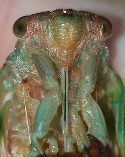 Cicada Molting into an Adult - Neotibicen sp. This cicada was emerging from its exuvia when it came off the tree! We stayed and watched it until it was completely emerged and then set it up on a branch in a protected spot.

Habitat: Mostly coniferous forest
https://www.jungledragon.com/image/83255/cicada_molting_into_an_adult_-_neotibicen_sp.html
https://www.jungledragon.com/image/83258/cicada_molting_into_an_adult_-_neotibicen_sp.html Geotagged,Summer,United States