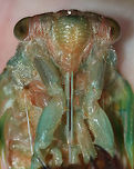 Cicada Molting into an Adult - Neotibicen sp. This cicada was emerging from its exuvia when it came off the tree! We stayed and watched it until it was completely emerged and then set it up on a branch in a protected spot.<br />
<br />
Habitat: Mostly coniferous forest<br />
https://www.jungledragon.com/image/83255/cicada_molting_into_an_adult_-_neotibicen_sp.html<br />
https://www.jungledragon.com/image/83258/cicada_molting_into_an_adult_-_neotibicen_sp.html Geotagged,Summer,United States