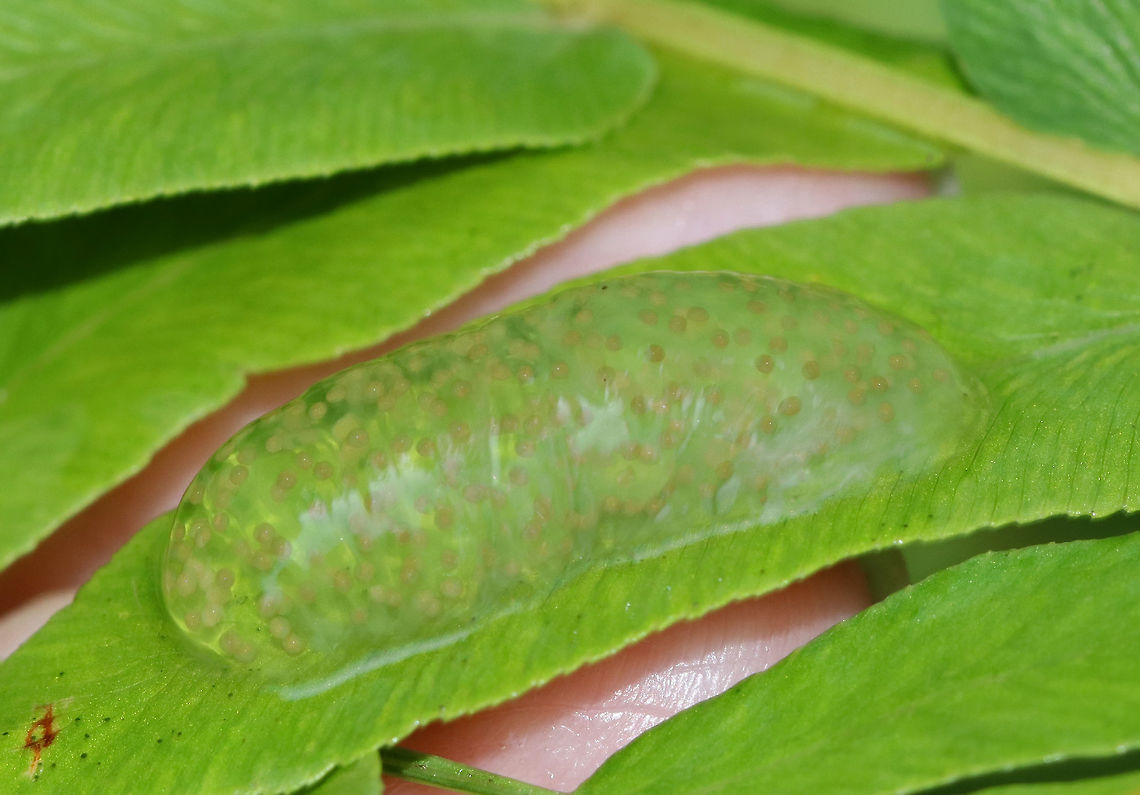 Northern Caddisfly (Limnephilidae) Egg Mass Northern caddisflies deposit their eggs above the water on vegetation in a 3-6 cm mass of jelly. Up to 800 eggs (the tan spots) are laid at one time in the mass! Depending on the species, the eggs can take weeks to months to hatch. These masses are usually situated so that once the eggs hatch, the larvae will simply drop down into the water, where they will spend their larval and pupal stages.<br />
<br />
Habitat: On a fern in a wetland. Geotagged,Limnephilidae,Northern Caddisfly eggs,Summer,United States,caddisfly eggs,eggs