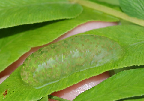 Northern Caddisfly (Limnephilidae) Egg Mass Northern caddisflies deposit their eggs above the water on vegetation in a 3-6 cm mass of jelly. Up to 800 eggs (the tan spots) are laid at one time in the mass! Depending on the species, the eggs can take weeks to months to hatch. These masses are usually situated so that once the eggs hatch, the larvae will simply drop down into the water, where they will spend their larval and pupal stages.

Habitat: On a fern in a wetland. Geotagged,Limnephilidae,Northern Caddisfly eggs,Summer,United States,caddisfly eggs,eggs