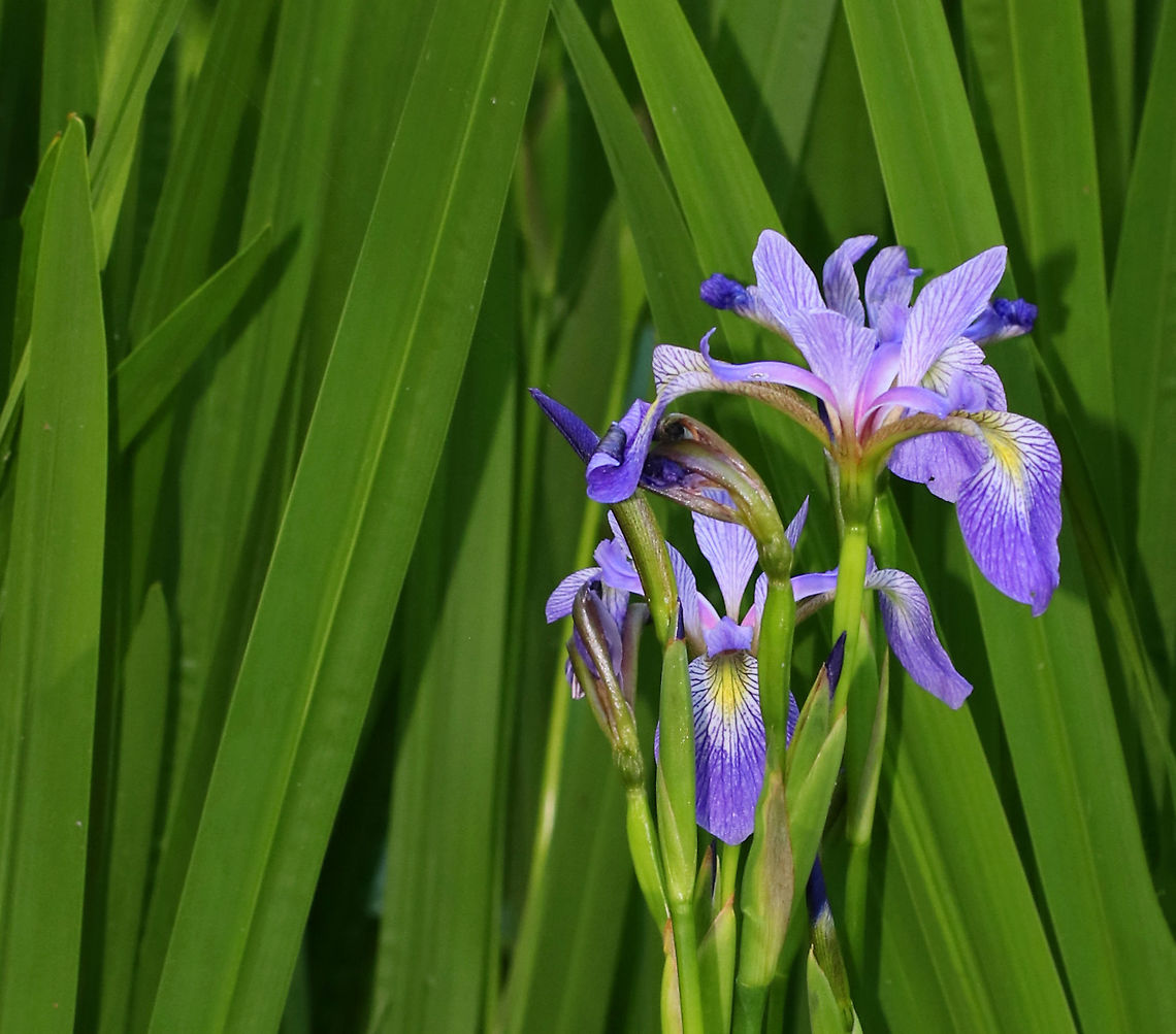 Northern Blue Flag - Iris versicolor Habitat: Growing along the edge of a pond Geotagged,Iris versicolor,Spring,United States,iris,northern blue flag